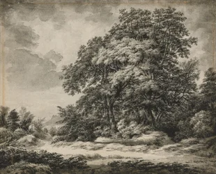Forest Landscape
